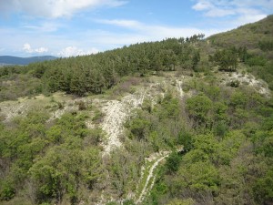 Заросли реликтовой сосны (Кавказ и Черноморское побережье)