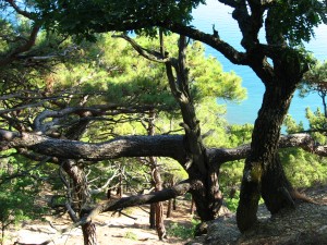 Величественные сосны (Кавказ и Черноморское побережье)