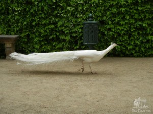 Павлин-альбинос свободно разгуливающий в Вальдштейнском саду (Чехия)