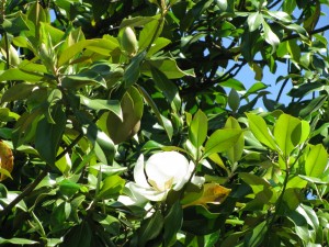 Весенняя природа Сочи