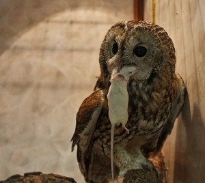 Сова - обитатель Тульского экзотариума (Европейская часть России)