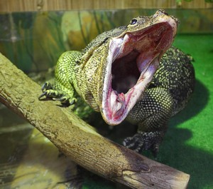 Крокодил в Тульском экзотариуме (Европейская часть России)