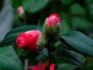 Флора в ботаническом саду Глазго (Великобритания (Англия))