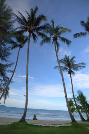 Высокие кокосовые пальмы  (Тайланд)