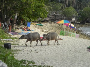 Домашние животные тайцев (Тайланд)