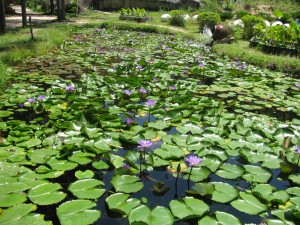 Болотистые растения в национальном парке Ко-Чанг