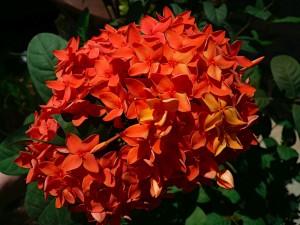 Цветок в национальном парке Ко Чанг