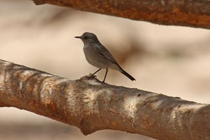 Орнитологический центр Эйлата (Израиль)
