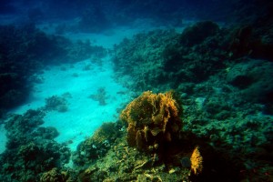 Подводный мир Эйлатского залива (Израиль)