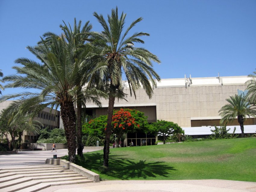 Фото достопримечательностей Израиля: Пальмы растут во всех районах Тель-Авива