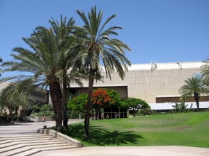 Пальмы растут во всех районах Тель-Авива (Израиль)