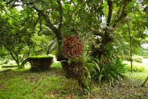 Красоты национального парка Районга - только здесь можно увидеть уникальные южные растения