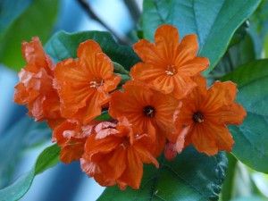 Яркие цветы в национальном парке Районга (Тайланд)