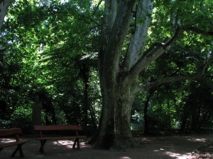 400-летние дубы в парке Шарвара – молчаливые свидетели истории города (Венгрия)