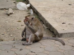 Обезьяна на пляже курорта Ча-Ам (Тайланд)