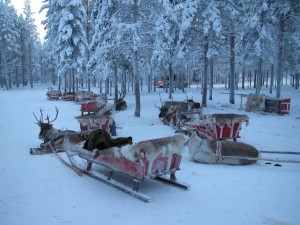 Всем желающим - сафари на оленях (Страны Скандинавии)