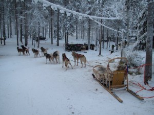 Не хотите оленей - пожалуйста, сафари в упряжке лаек (Страны Скандинавии)