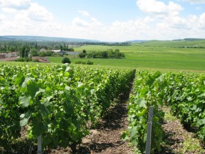 Более 30 тысяч гектаров земли в Шампани отведено под виноградники (Франция)