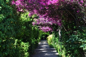 Густая и разнообразная растительность (Остров Майорка)