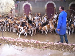 Знаменитая дворцовая псарня в замке Шеверни. Показательное кормление собак: псы могут наброситься на еду только после команды дрессировщика (Франция)
