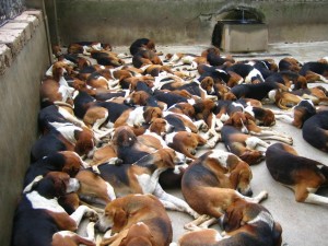 У дворцовой псарни "тихий час" (Франция)