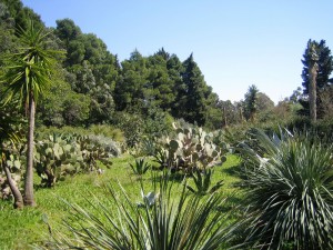 Ботанический сад на острове Локрум возле Дубровника (Хорватия)