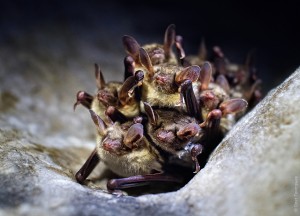 Обитатели пещеры Млынки (Тернополь и область)