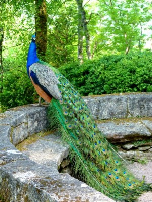 Павлин, гуляющий в парке Marqueyssac (Франция)