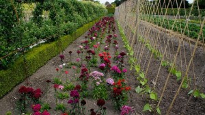 Ухоженный цветник, поражающий буйством красок (Великобритания (Англия))