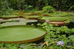 Самая большая в мире кувшинка Виктория регия в королевском ботсаду Эдинбурга