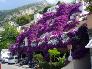 Позитано. Дома в зарослях цветущего куста. Фото Владимира Камоликова (Италия)