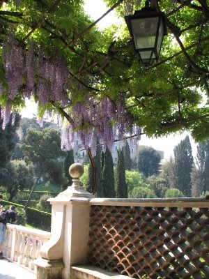 Цветущая глициния в парке виллы Д'Эсте (Италия)