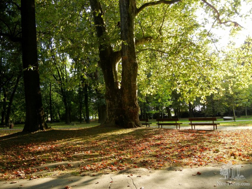 Фото достопримечательностей Словакии: Вековые платаны в "Саду Янка Краля"