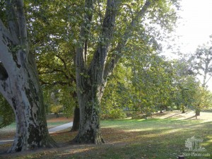 Величественные платаны. Парк "Сад Янка Краля". Братислава, Петржалка (Словакия)