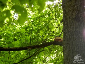 Белочка в Горном парке (Словакия)