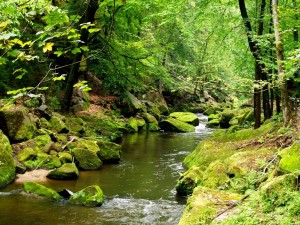 Один из видов Тихой Соутески. Настоящий пралес