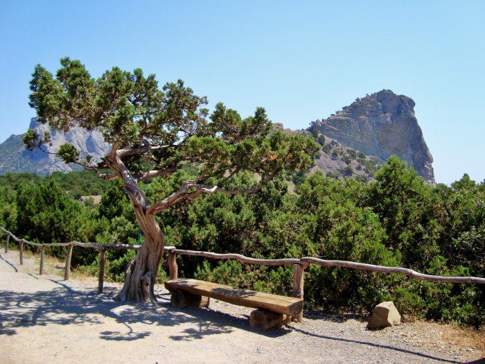 Фото достопримечательностей Крыма и ЮБК: Реликтовые можжевеловые рощи в районе Судака