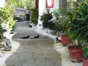 Обитатели Анафиотики