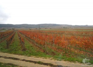 Виноградные плантации Бургенланда. Фото из автобуса, поэтому качество не очень (Австрия)