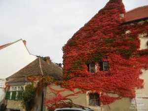 Дикий виноград осенью (Австрия)