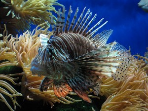 Обитатель аквариума в Океанографическом центре - скорпена (Города французской Ривьеры)