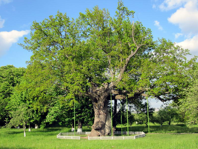 Фото достопримечательностей Других достопримечательностей Украины: Село Будище. Один из трех дубов, в которых Шевченко прятал свои рисунки