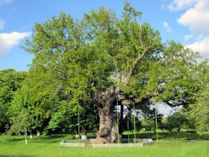 Село Будище. Один из трех дубов, в которых Шевченко прятал свои рисунки (Другие)