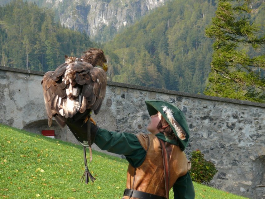 Фото достопримечательностей Австрии: Шоу хищных птиц &mdash; одно из эффектнейших в замке Хоэнверфен 