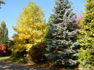 Лиственные и хвойные деревья взаимно подчеркивают свою красоту (Словакия)
