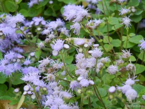 Осенние цветы (Словакия)