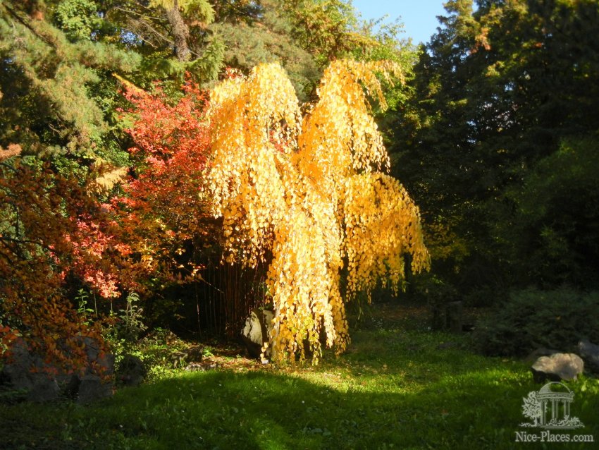 Фото достопримечательностей Словакии: Дерево &mdash; словно золотая птица, раскинувшая крылья