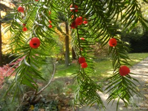 Ягодный тис в солнечных лучах (Словакия)