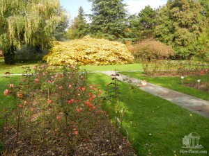 Розарий на площади в пол гектар содержит более 150 сортов роз. Это излюбленное место посетителей сада. Розы здесь цветут с середины мая по конец октября. (Словакия)