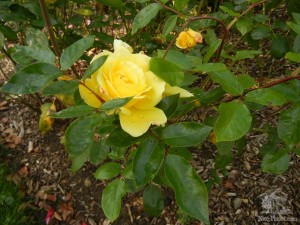 Середина октября - розы еще цветут (Словакия)